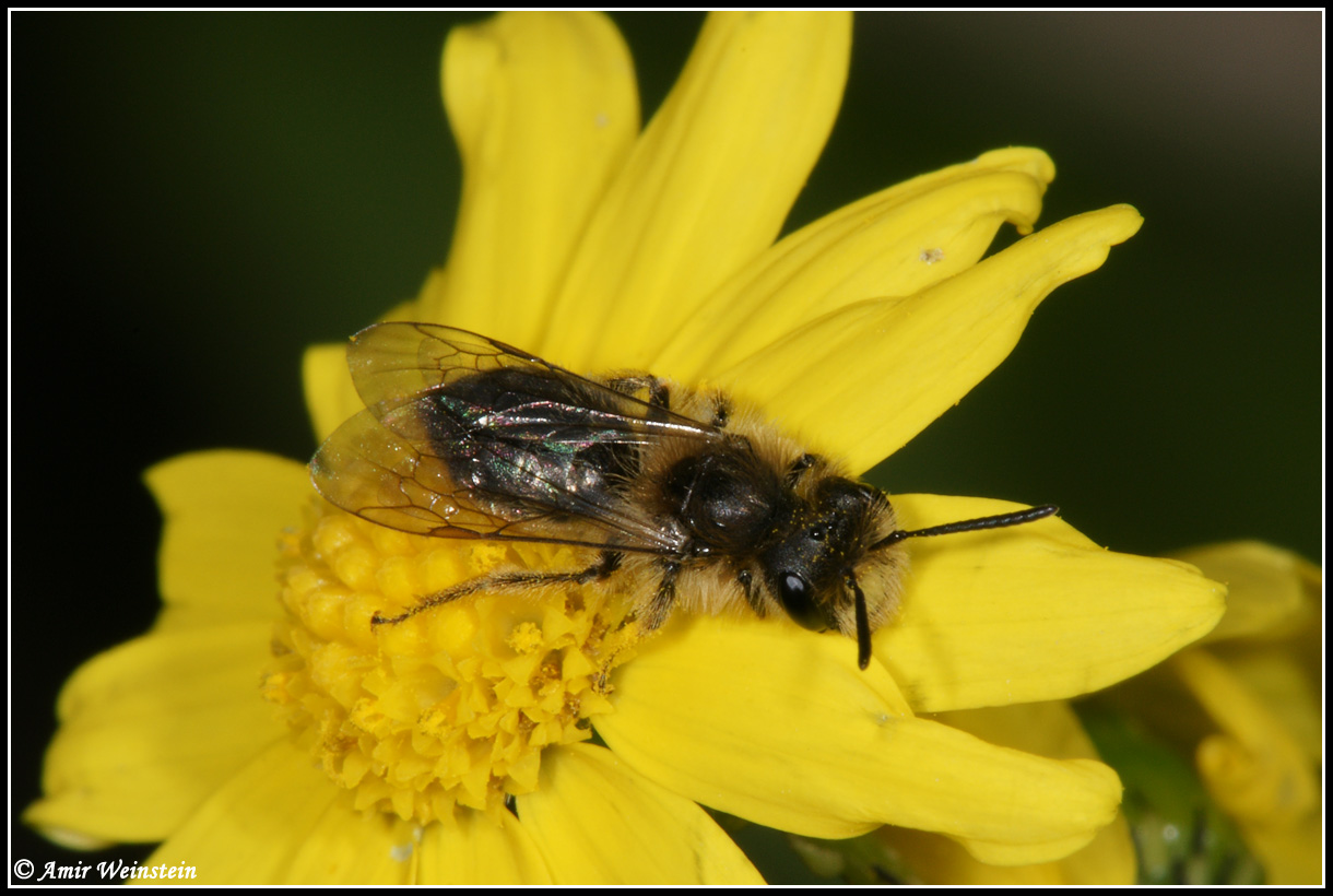 Piccola ape da identificare: Andrena cfr. taraxaci